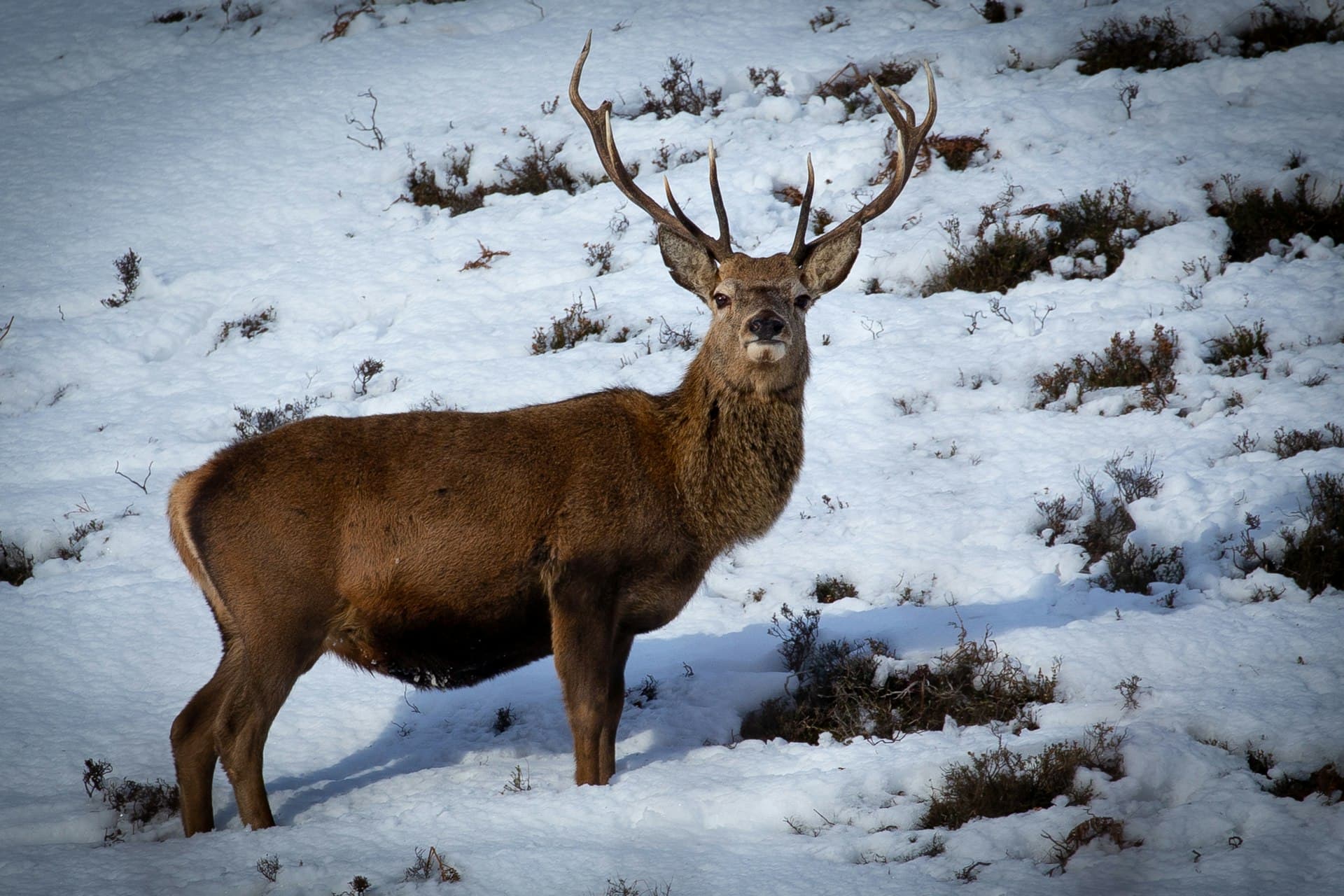 A red deer in the Highlands
